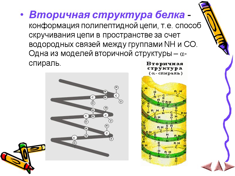 Вторичная структура белка - конформация полипептидной цепи, т.е. способ скручивания цепи в пространстве за